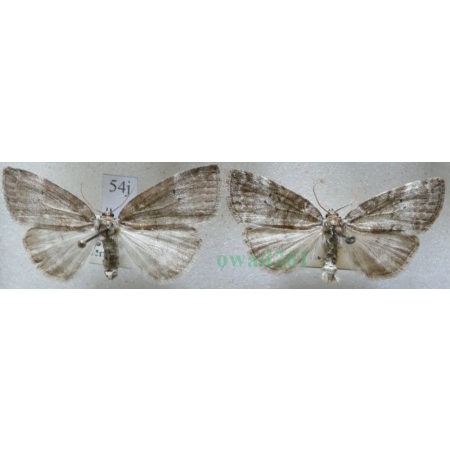 Ochropacha duplaris (Linnaeus, 1761) pair Falica dwojnica Czech54j